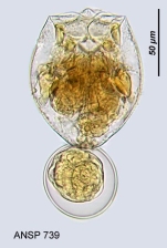 Pompholyx complanata