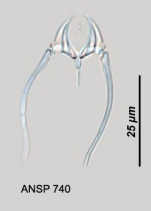 Encentrum salsum