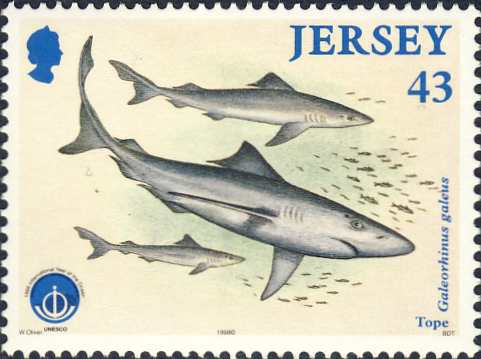 Galeorhinus galeus Galeorhinus galeus