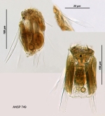 Polyarthra luminosa