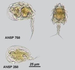 Colurella tesselata