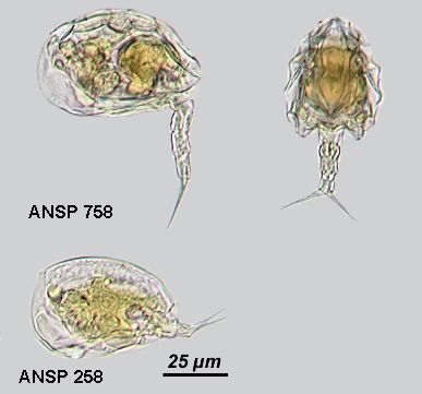 Colurella tesselata Colurella tesselata