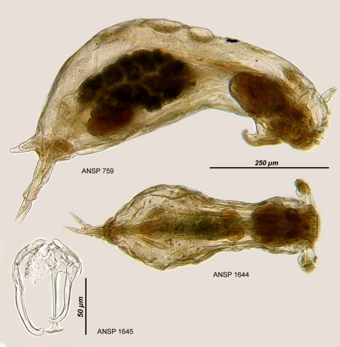 Notommata copeus Notommata copeus