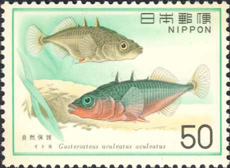 Gasterosteus aculeatus aculeatus Gasterosteus aculeatus aculeatus