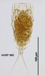 Lecane elegans