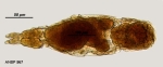 Dicranophorus hauerianus
