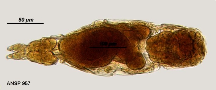 Dicranophorus hauerianus Dicranophorus hauerianus