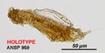 Cephalodella montana