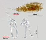 Trichocerca harveyensis