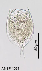 Lepadella neglecta