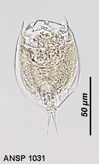 Lepadella neglecta