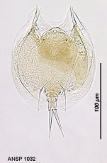 Lepadella donneri