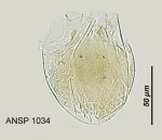 Testudinella amphora