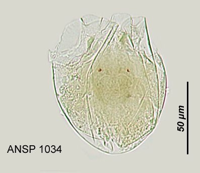 Testudinella amphora Testudinella amphora
