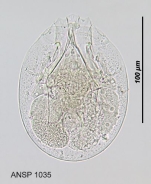 Testudinella ohlei