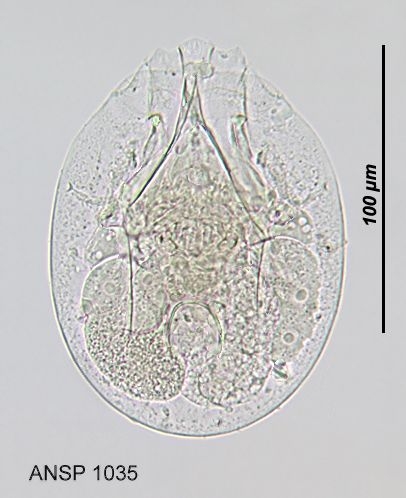 Testudinella ohlei