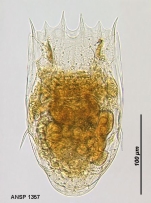 Notholca bipalium