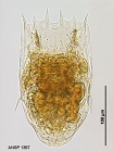 Notholca bipalium