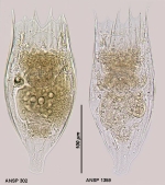 Notholca acuminata