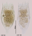 Notholca acuminata
