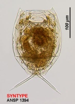 Lecane curvicornis f. acronycha
