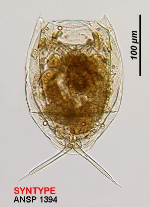Lecane curvicornis f. acronycha