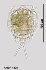 Lecane rhenana