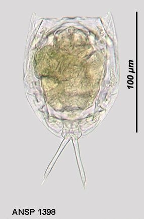 Lecane rhenana