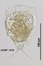 Lecane hastata