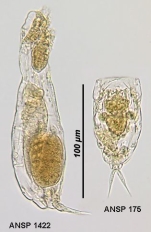Lecane inermis