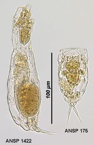 Lecane inermis Lecane inermis