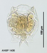Lecane ligona