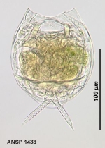 Lecane luna