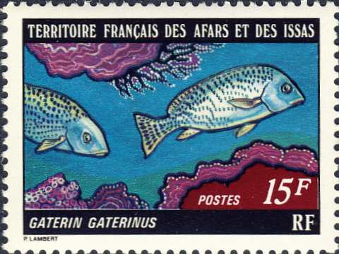 Gaterin gaterinus Gaterin gaterinus