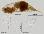 Dicranophorus artamus