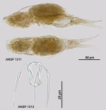 Dicranophorus capucinus