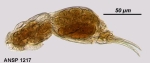 Dicranophorus edestes