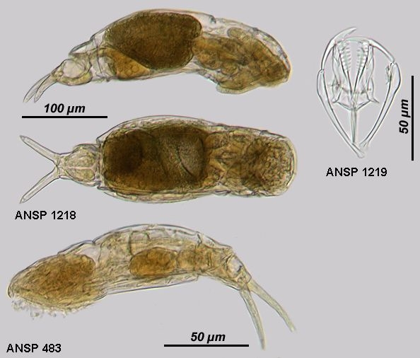 Dicranophorus epicharis