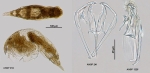 Dicranophorus isothes