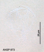 Dicranophorus ponerus