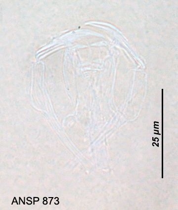 Dicranophorus ponerus Dicranophorus ponerus