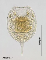 Lecane stenroosi