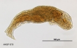 Lindia caerulea