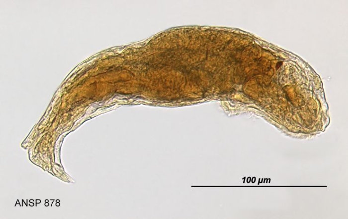 Lindia caerulea