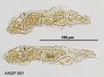 Lindia torulosa