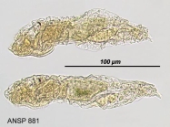 Lindia torulosa