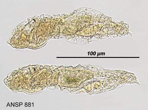 Lindia torulosa