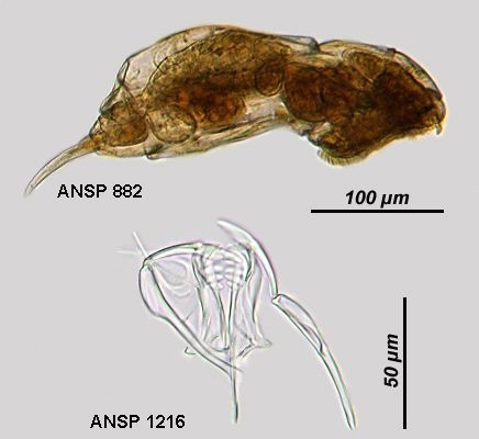 Dicranophorus dolerus