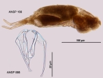 Dicranophorus hercules intermedius