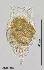 Lecane agilis
